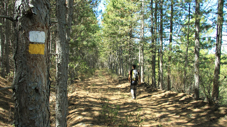 Un caminante de adentra en un espeso bosque de pinos en el PR-GU-03