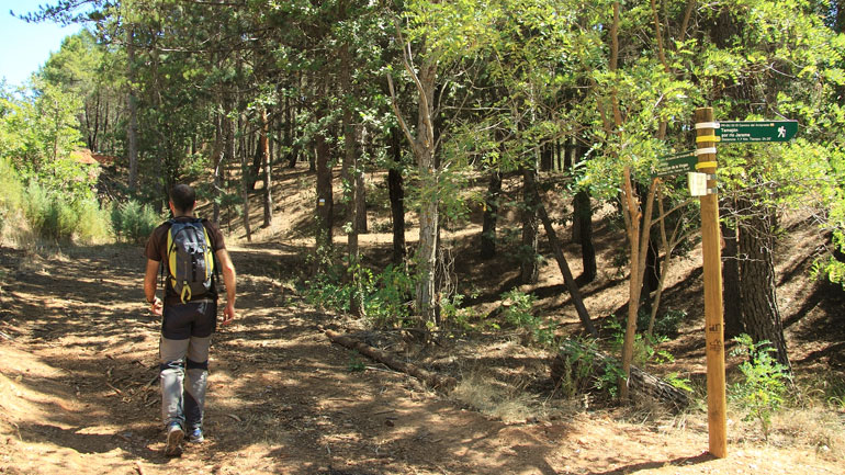 Un caminante se adentra en el pinar de regreso a Tamajón por el PR-GU-03