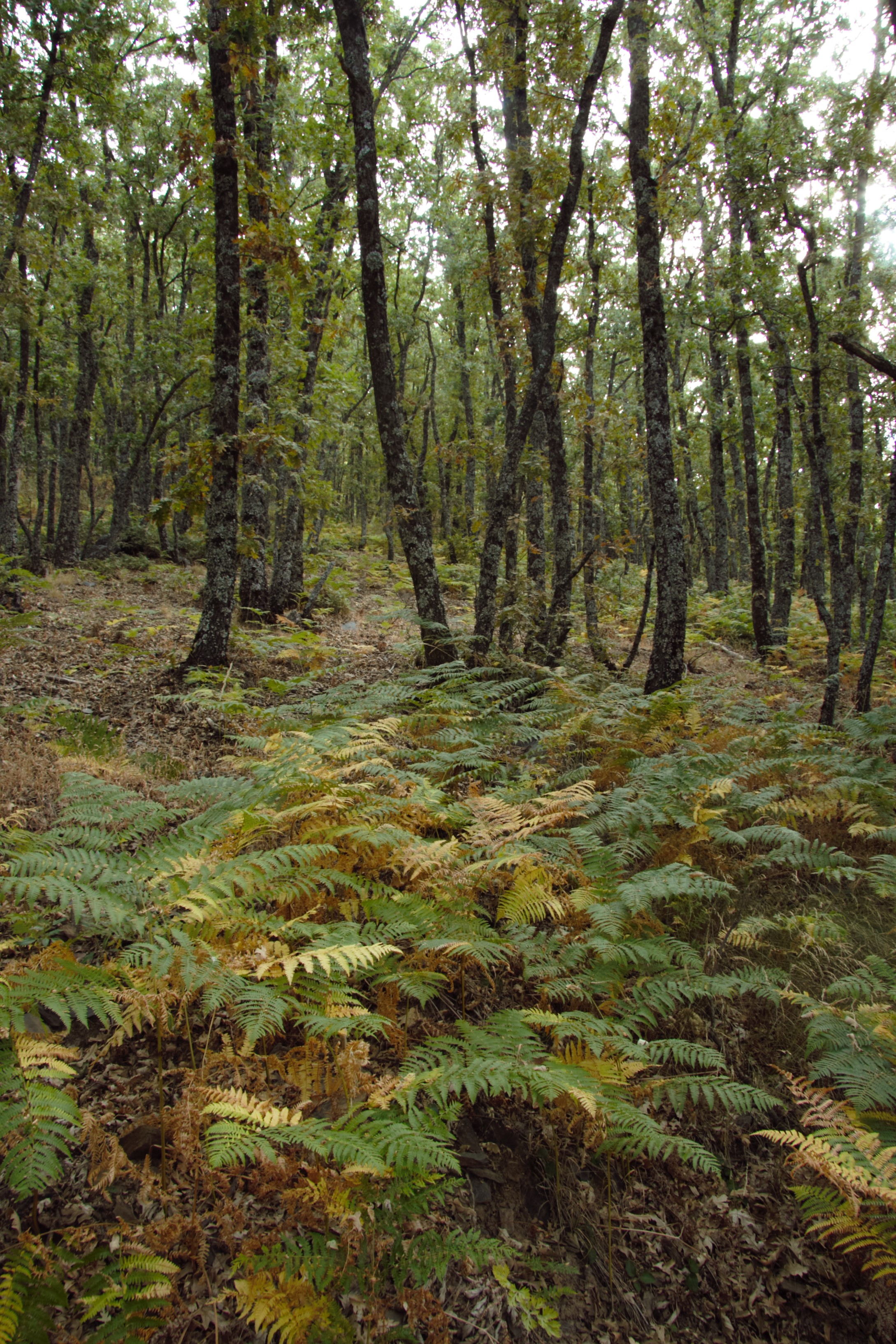 El camino atraviesa un frondoso robledal