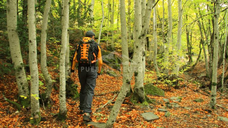 Un senderista recorre el hayedo de tejera negra en otoño